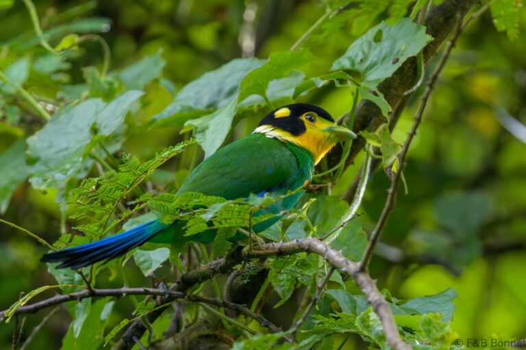 Long-tailed Broadbill_Thailand-6