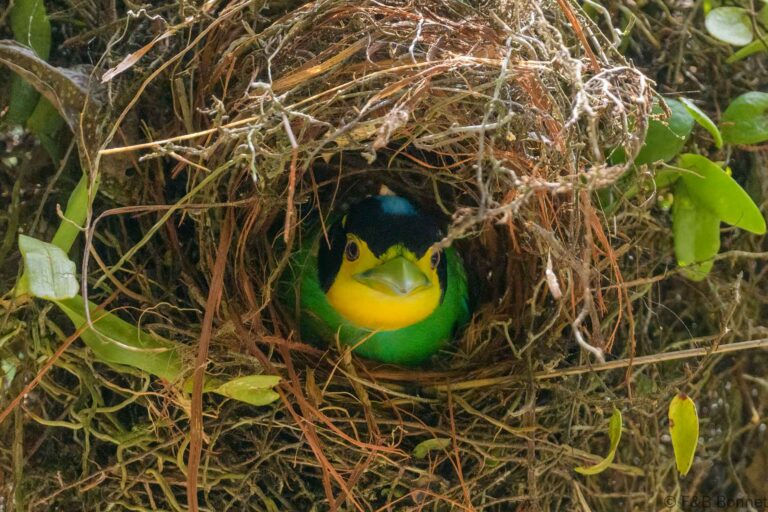 Long-tailed Broadbill_Thailand-7