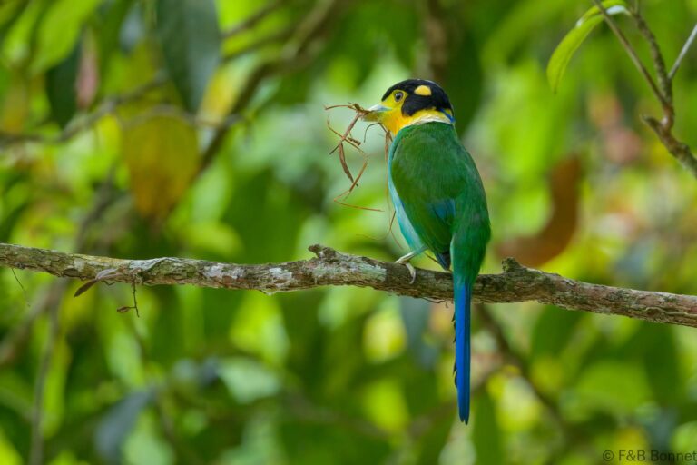 Long-tailed Broadbill_Thailand-8
