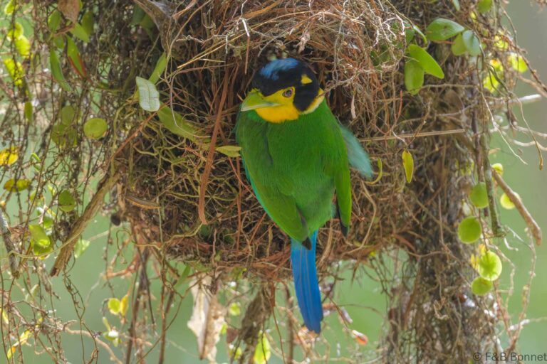 Long-tailed Broadbill_Thailand-9