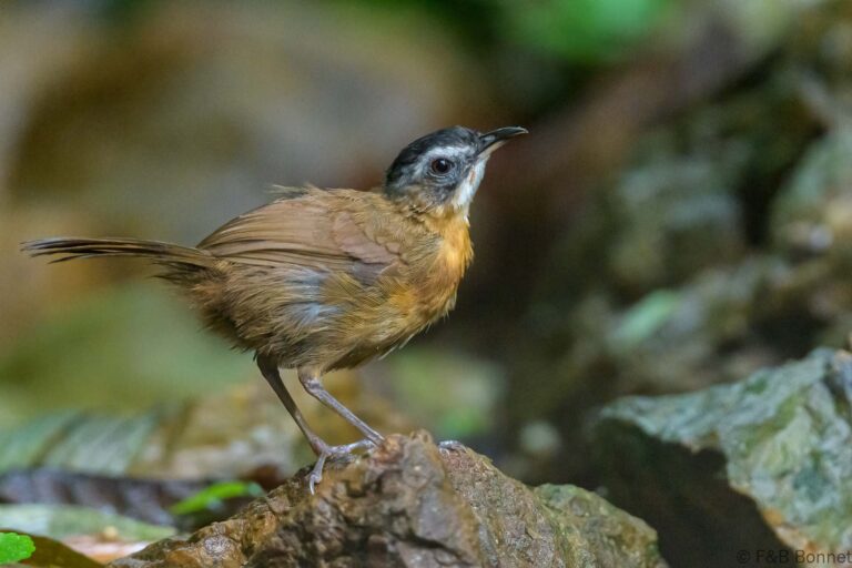 Malayan Black-capped Babbler_Thailand-3