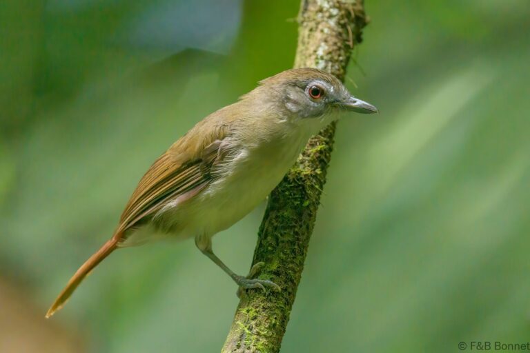 Moustached Babbler_Thailand-3