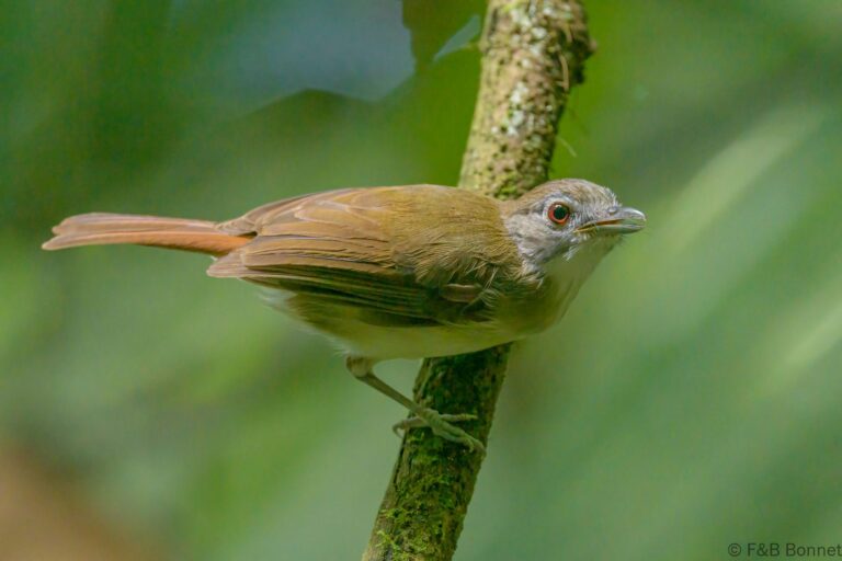 Moustached Babbler_Thailand-4