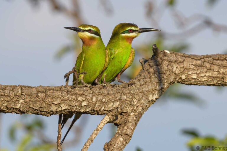 Olive Bee-eater_Madagascar-10