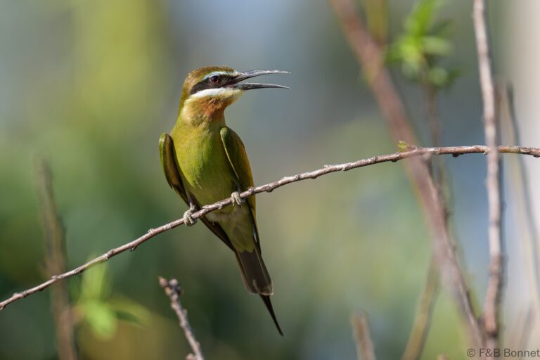Olive Bee-eater_Madagascar-6