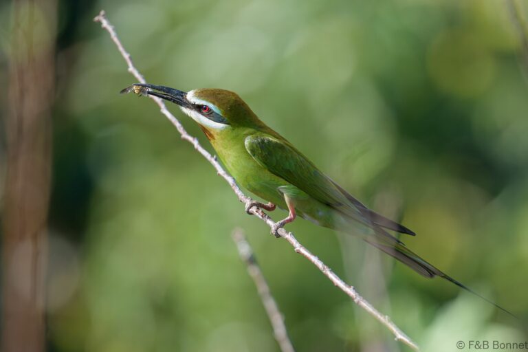 Olive Bee-eater_Madagascar-8