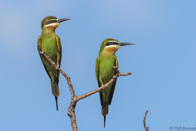 Olive Bee-eater_Madagascar-9