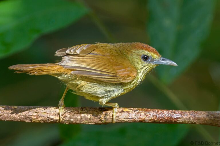 Pin-striped Tit-Babbler_Thailand-6