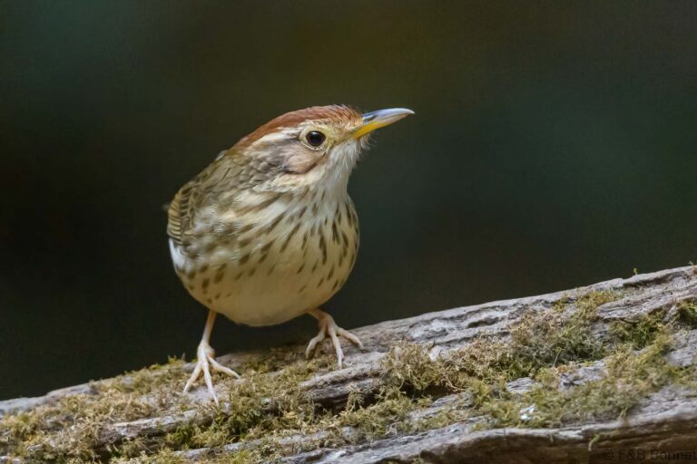 Puff-throated Babbler_Thailand-5