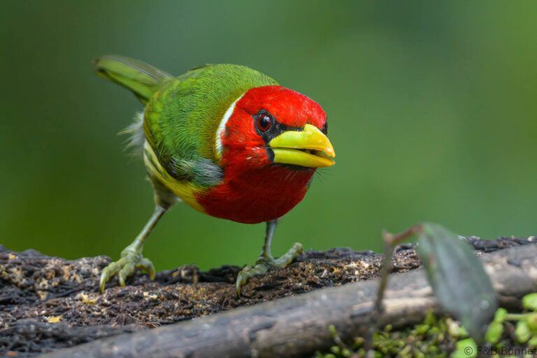 Red-headed Barbet_Ecuador-4