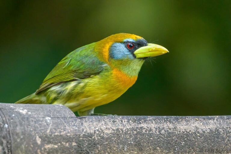 Red-headed Barbet_Ecuador-6