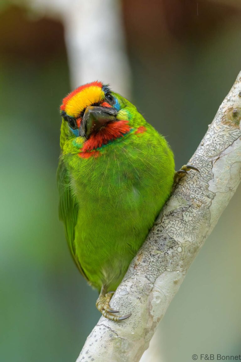 Red-throated Barbet_Thailand-10