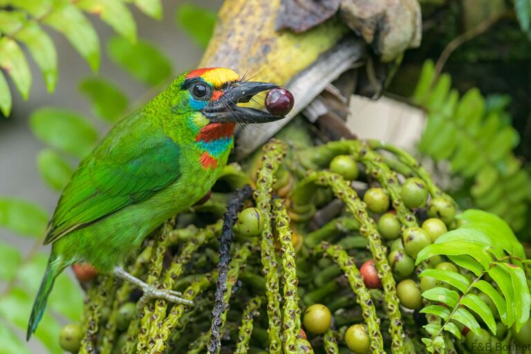 Red-throated Barbet_Thailand-11