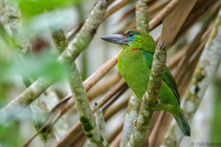 Red-throated Barbet_Thailand-12