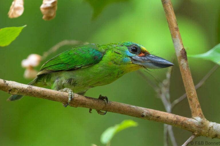 Red-throated Barbet_Thailand-7