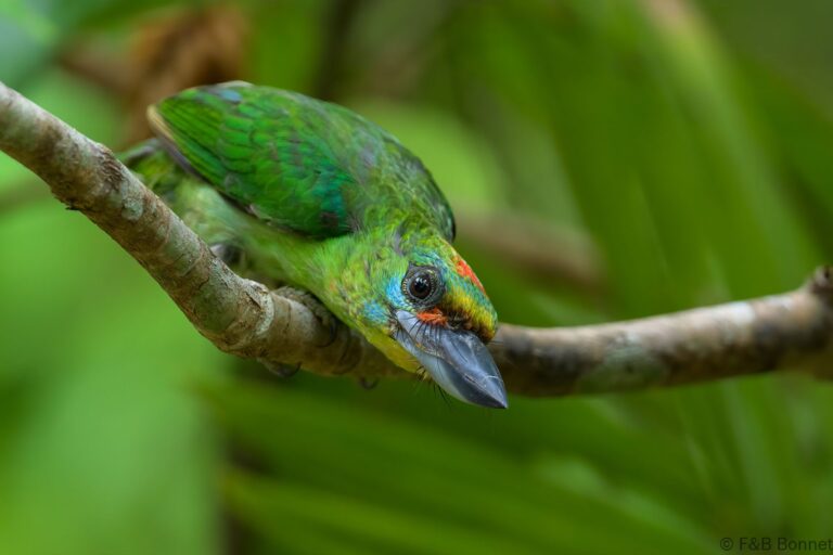 Red-throated Barbet_Thailand-8