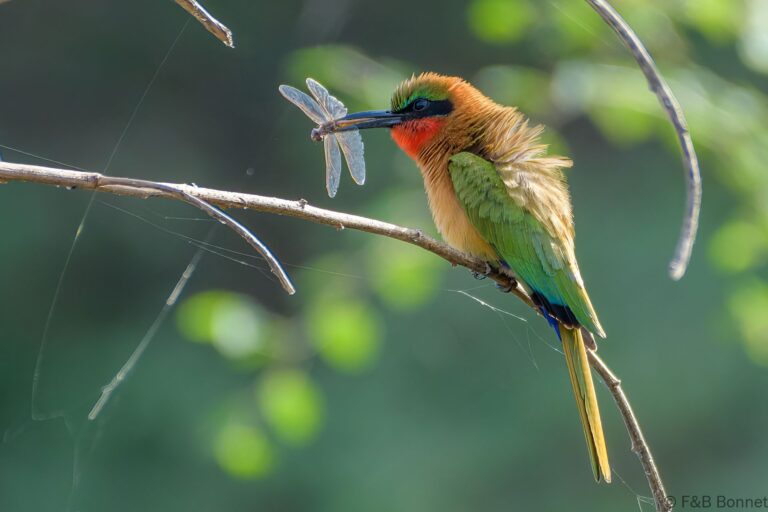 Red-throated Bee-eater_Senegal-5