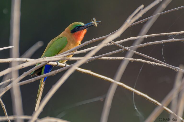Red-throated Bee-eater_Senegal-6