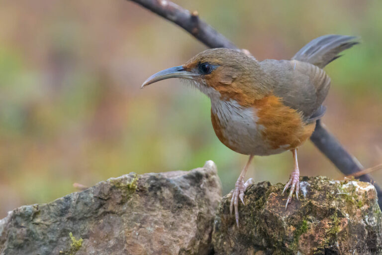 Rusty-cheeked Scimitar Babbler_Thailand-5