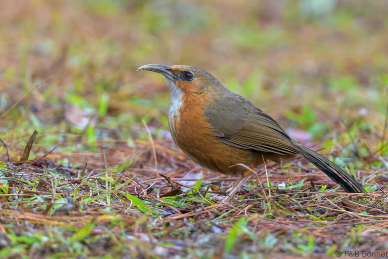 Rusty-cheeked Scimitar Babbler_Thailand-6