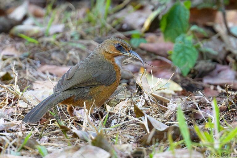 Rusty-cheeked Scimitar Babbler_Thailand-7
