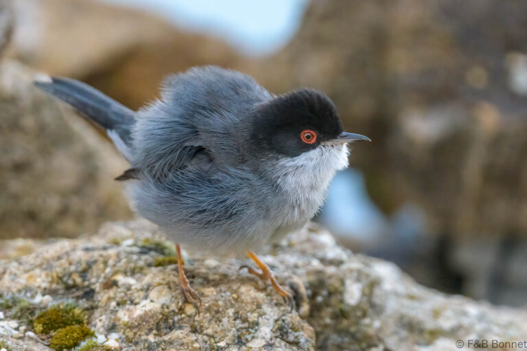 Sardinian Warbler_Spain-2