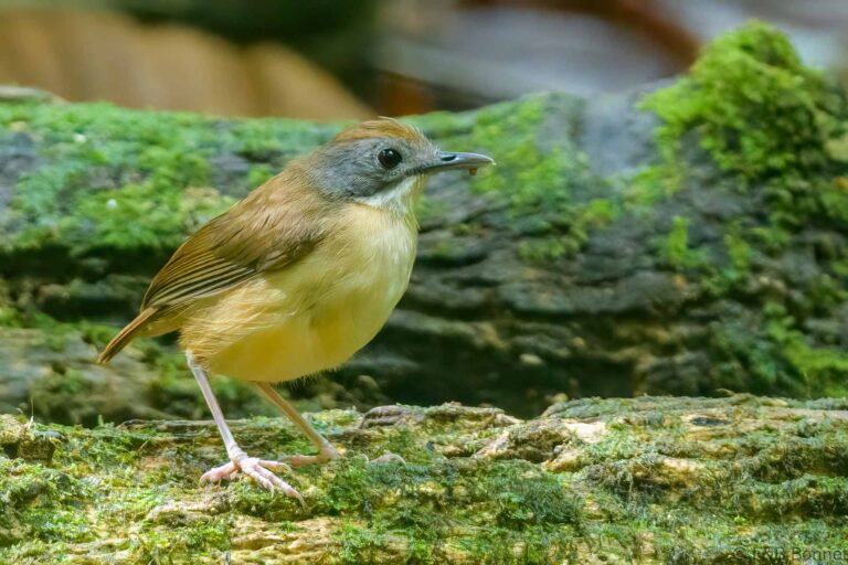 Short-tailed Babbler_Thailand-3
