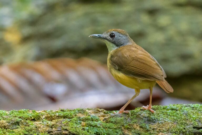 Short-tailed Babbler_Thailand-4