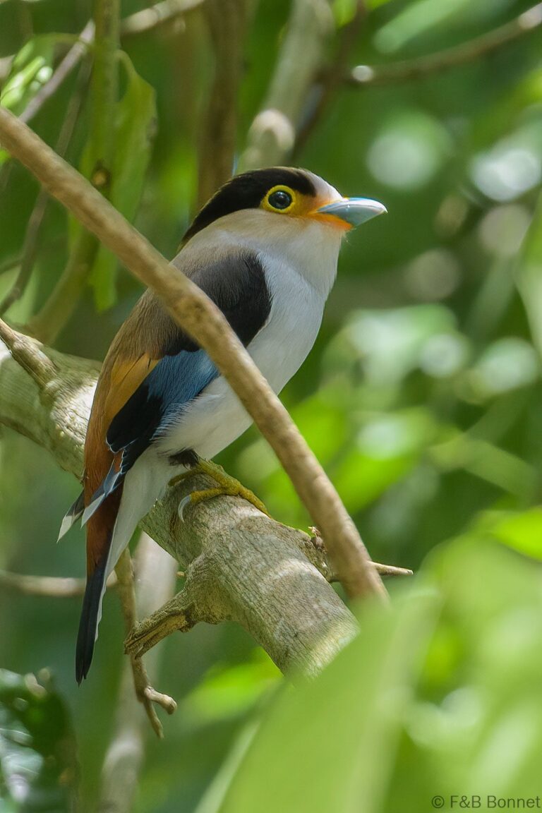 Silver-breasted Broadbill_Thailand-3