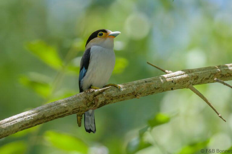 Silver-breasted Broadbill_Thailand-4