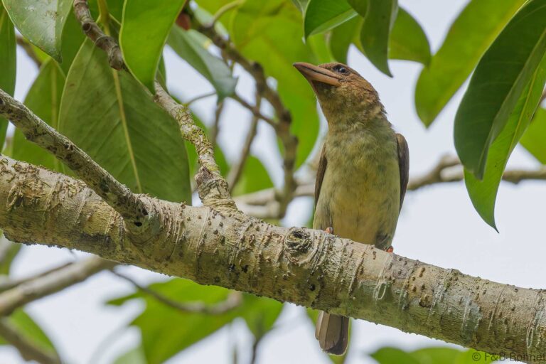 Sooty Barbet_Thailand-2
