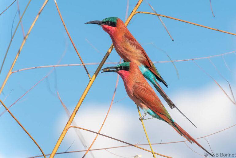 Southern Carmine Bee-eater_Botswana-3