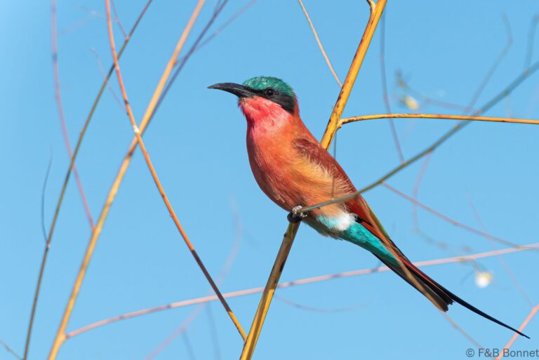Southern Carmine Bee-eater_Botswana-4