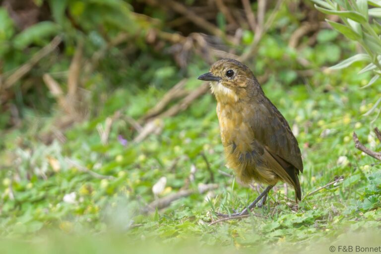 Tawny Antpitta_Ecuador-1