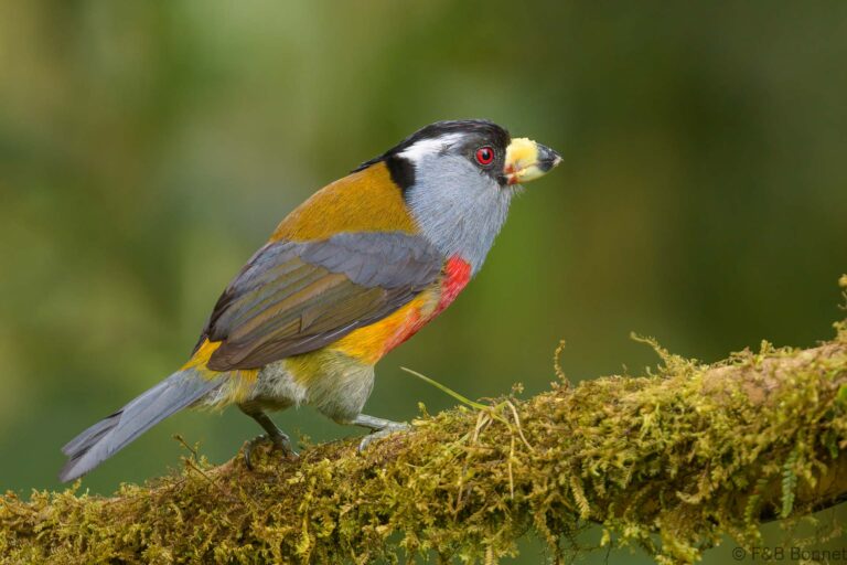 Toucan Barbet_Ecuador-4