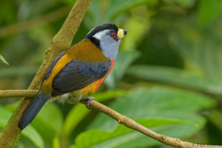 Toucan Barbet_Ecuador-5