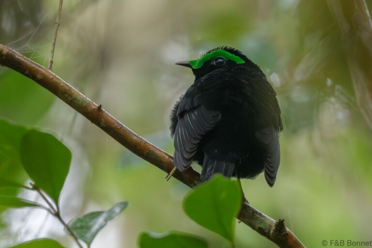 Velvet Asity_Madagascar-5