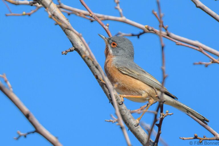 Western Subalpine Warbler_Spain-1