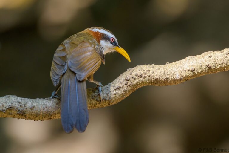 White-browed Scimitar-babbler_Thailand-3