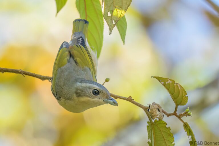 White-browed Shrike-babbler_Thailand-4
