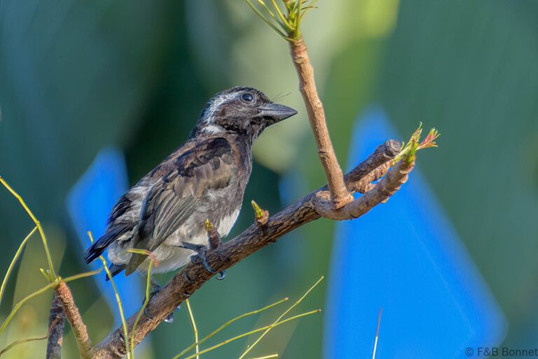 White-eared Barbet_South Africa-3