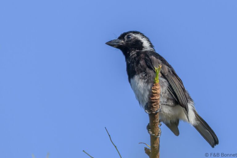 White-eared Barbet_South Africa-4