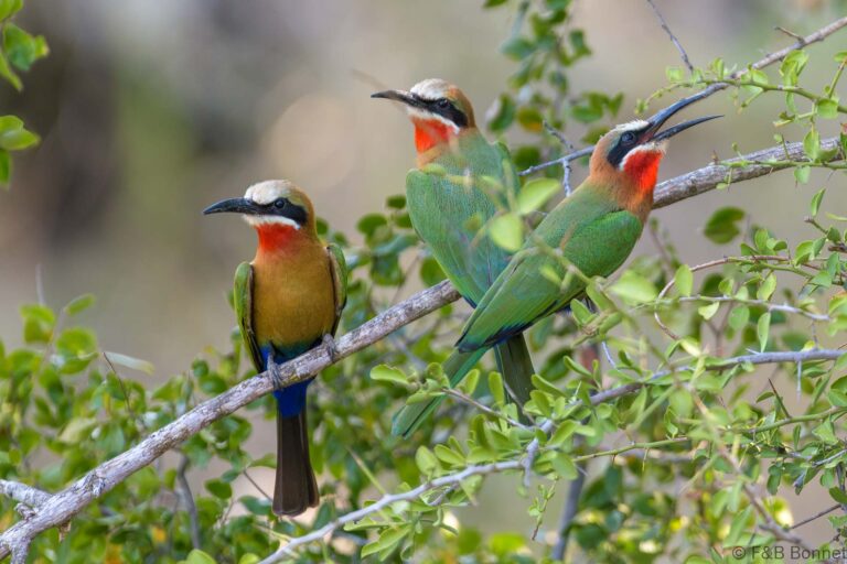 White-fronted Bee-eater_South-Africa-4
