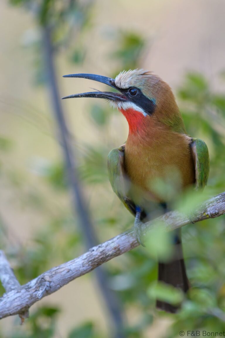 White-fronted Bee-eater_South-Africa-5