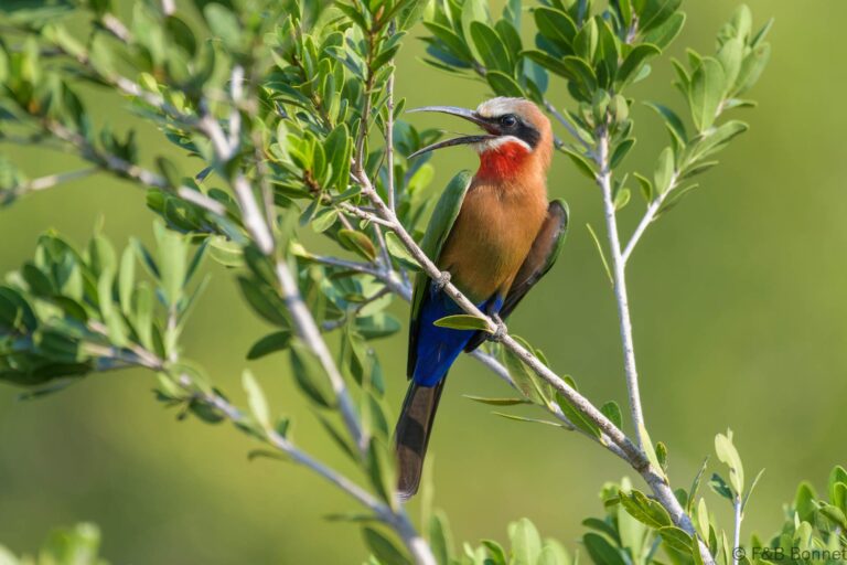 White-fronted Bee-eater_South-Africa-6