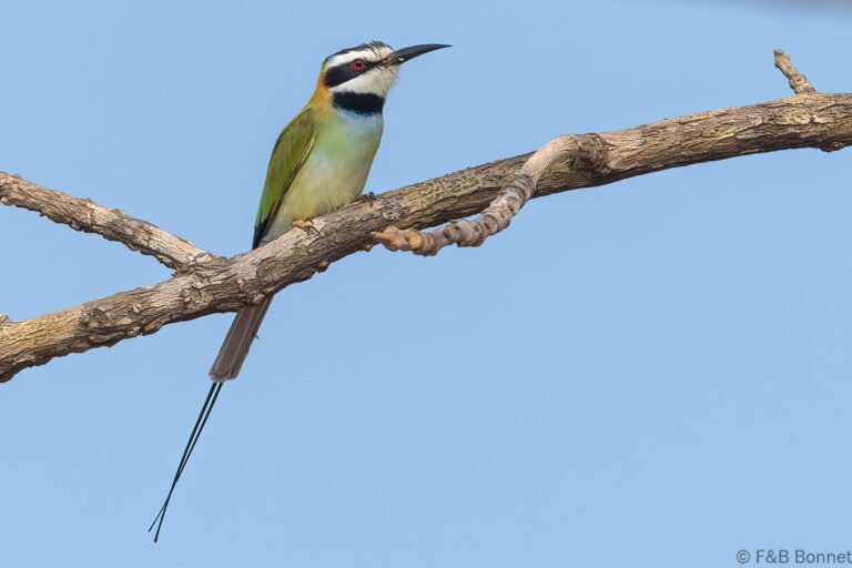 White-throated Bee-eater_Senegal-3