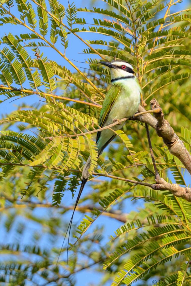 White-throated Bee-eater_Senegal-4