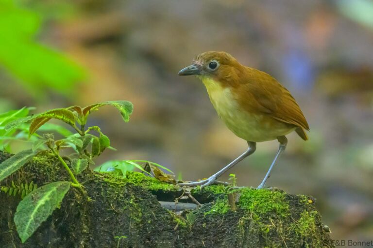 Yellow-breasted Antpitta_Ecuador-2