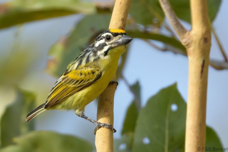 Yellow-fronted Tinkerbird_Senegal-3