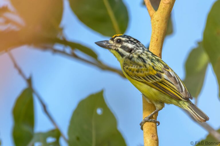 Yellow-fronted Tinkerbird_Senegal-4